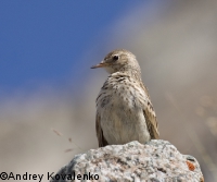 ������ �����